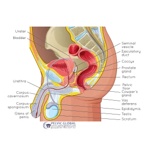 Side+view+of+male+pelvic+floor+2